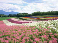 花畑の写真