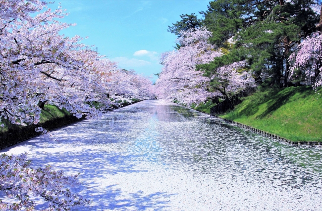 好評につき今年も開催！「春爛漫！ふるさと桜フォトコンテスト2018」～賞品には日本各地の名産品をご用意～【LUMIX CLUB PicMate】