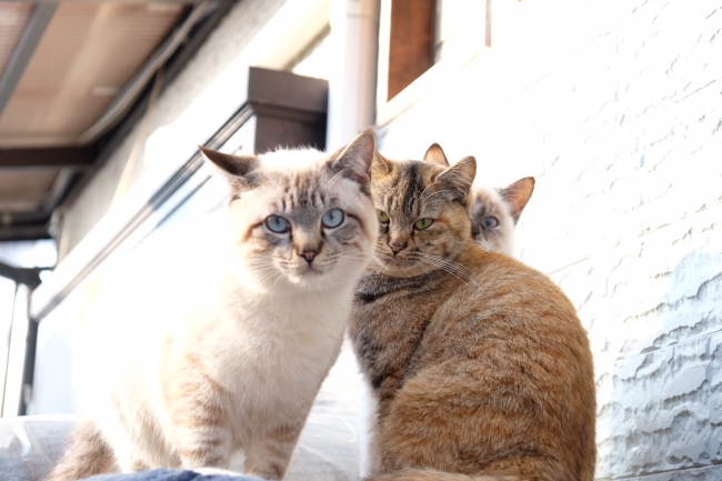 今年で3年目！「尾道イーハトーヴ猫祭り2018フォトコンテスト」を開催～広島県尾道市の魅力を発信～【LUMIX CLUB PicMate】