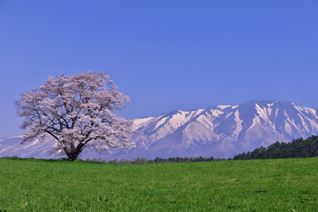 今年もやります！「春爛漫！ふるさと桜フォトコンテスト2019」～賞品には日本各地の名産品をご用意～【LUMIX CLUB PicMate】