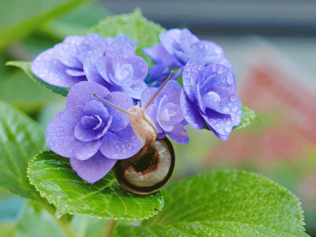 季節到来！「ふるさと紫陽花フォトコンテスト2019」～賞品には日本各地の名産品をご用意～【LUMIX CLUB PicMate】