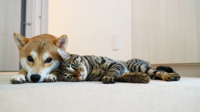 SNSで大人気の「柴犬ゆうと猫のとろ」がインスタライブに登場！パナソニック HDペットカメラの楽しく便利な使い方を7月16日昼12時から生配信　ご視聴の方には抽選でステキなプレゼントも♪
