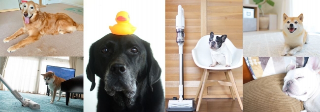 ＜掃除は大変だけど、やっぱり愛おしい！＞愛犬の「抜け毛」あるあるをフレブル・レトリバー・柴犬の3犬種で調査！1年分の抜け毛量イメージは富士山級！？