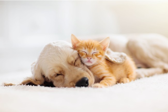 在宅時間の増加はペットにも影響が出ていた！半数近くの飼い主がペットに構いすぎてしまうと判明～ライフスタイルが変化する中、ペットとの生活で気を付けたいポイントを獣医師が解説～