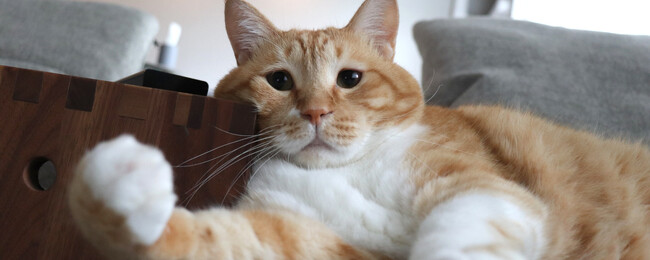 ペットとの暮らしで困ることTOP３！ペットと暮らす人は幸福度が高い！？保護犬・保護猫の割合、2匹目以降は増加傾向あり ひとも動物も快適に暮らすヒントをペットガイドが解説