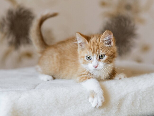 【ペットとの暮らしに関する最新調査2024年】猫派は「声」犬派は「表情」が撮影意欲を掻き立てる？
